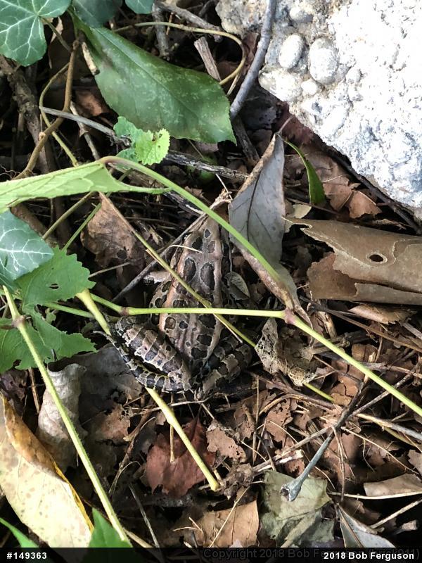 Pickerel Frog