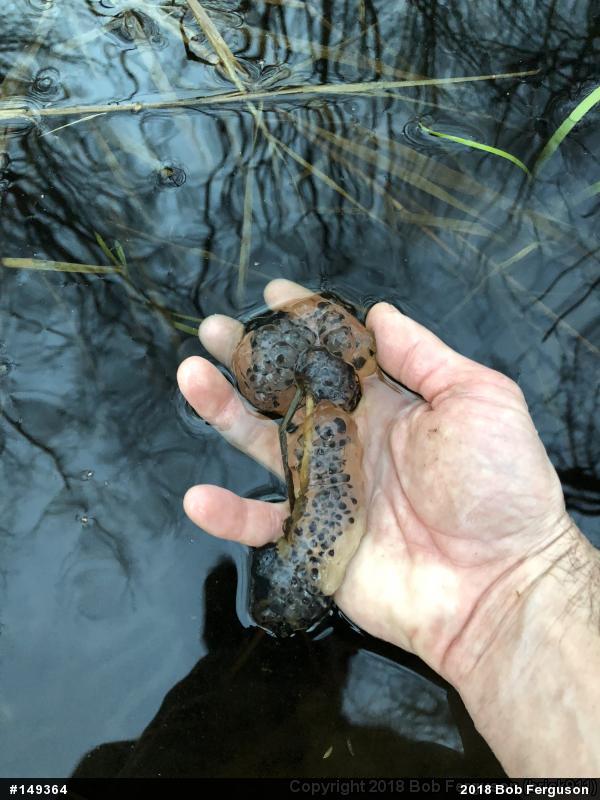 Mole Salamanders