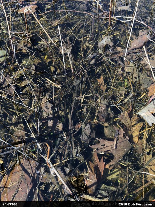 Spring Peeper