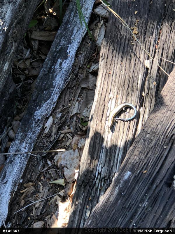Common Five-lined Skink