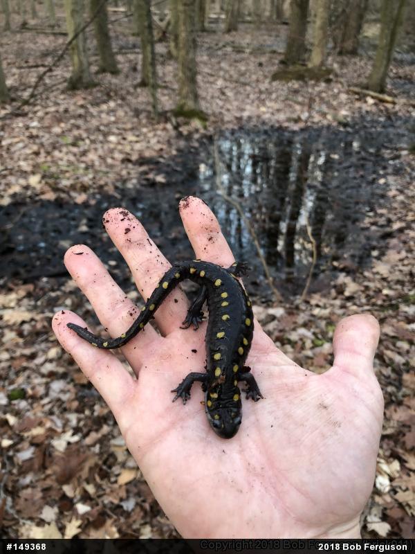 Spotted Salamander