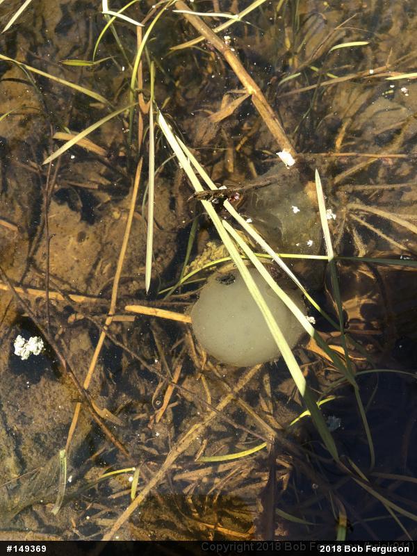 Spotted Salamander