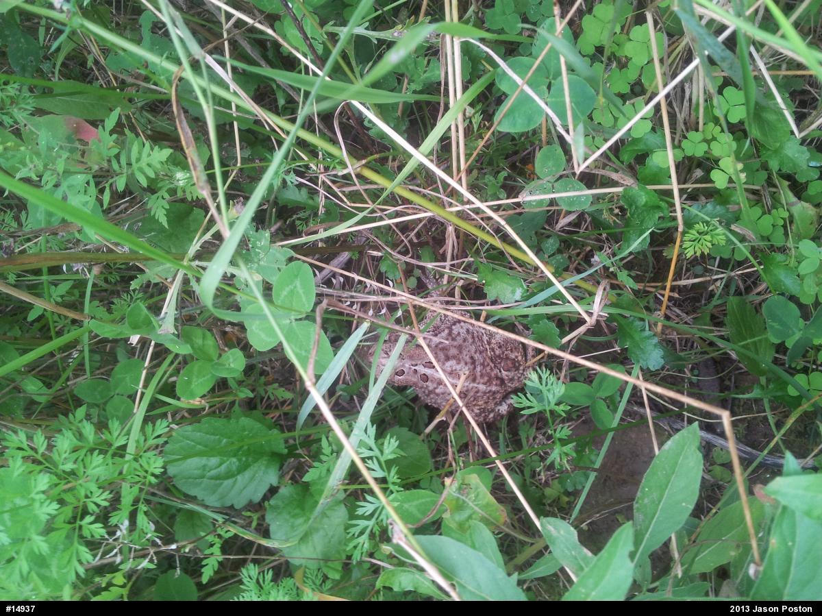 Eastern American Toad