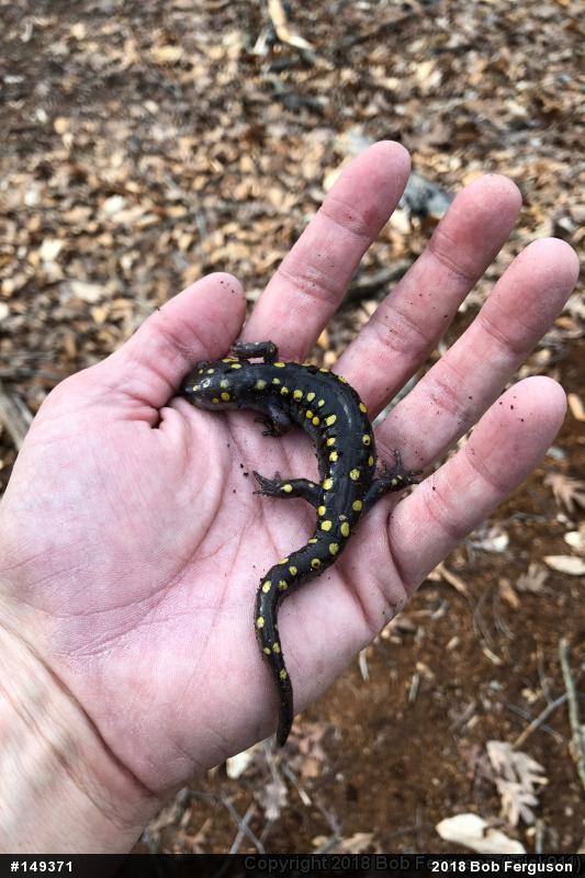 Spotted Salamander