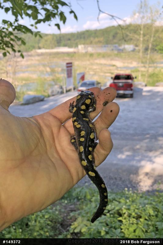 Spotted Salamander