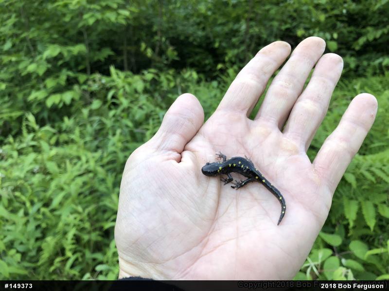 Spotted Salamander
