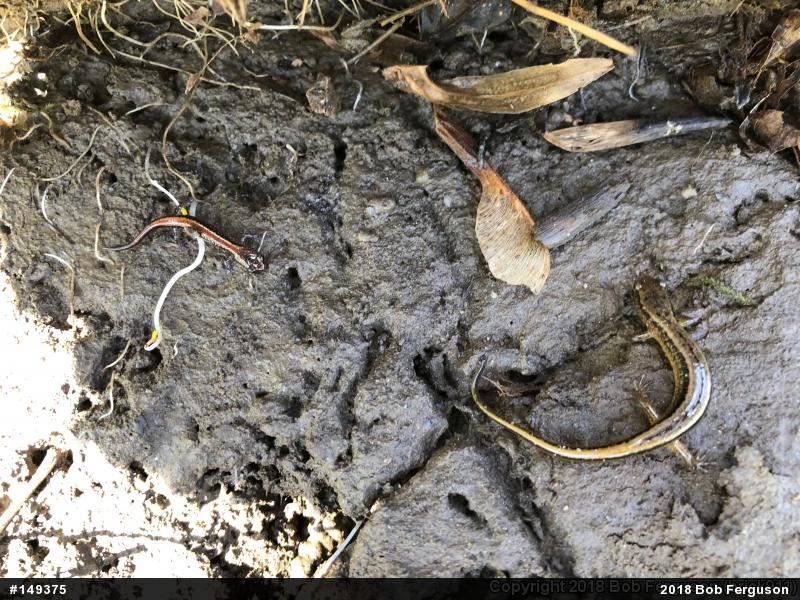 Northern Two-lined Salamander