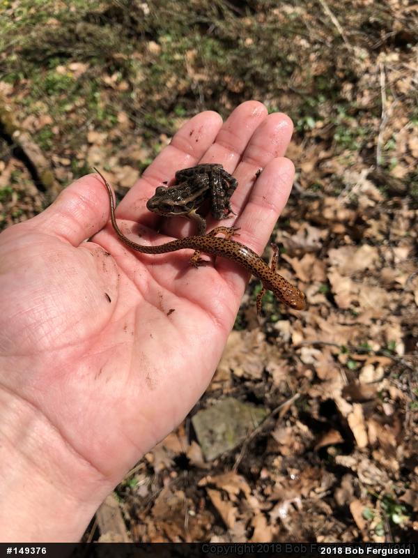 Eastern Long-tailed Salamander