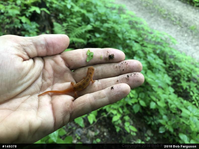 Red-spotted Newt