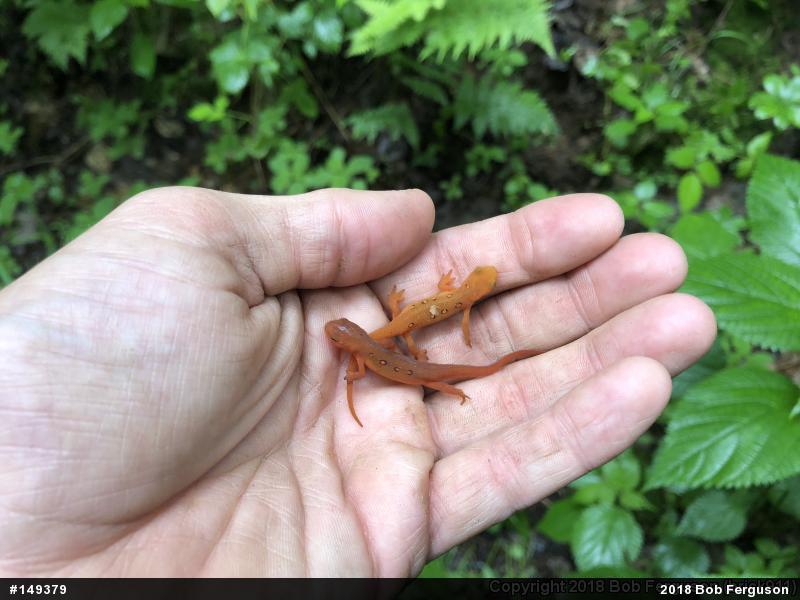 Red-spotted Newt