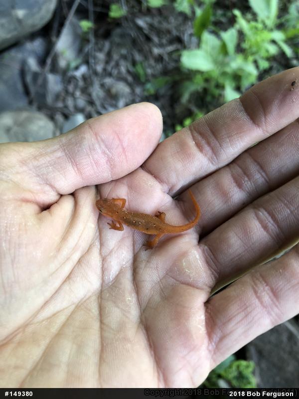 Red-spotted Newt