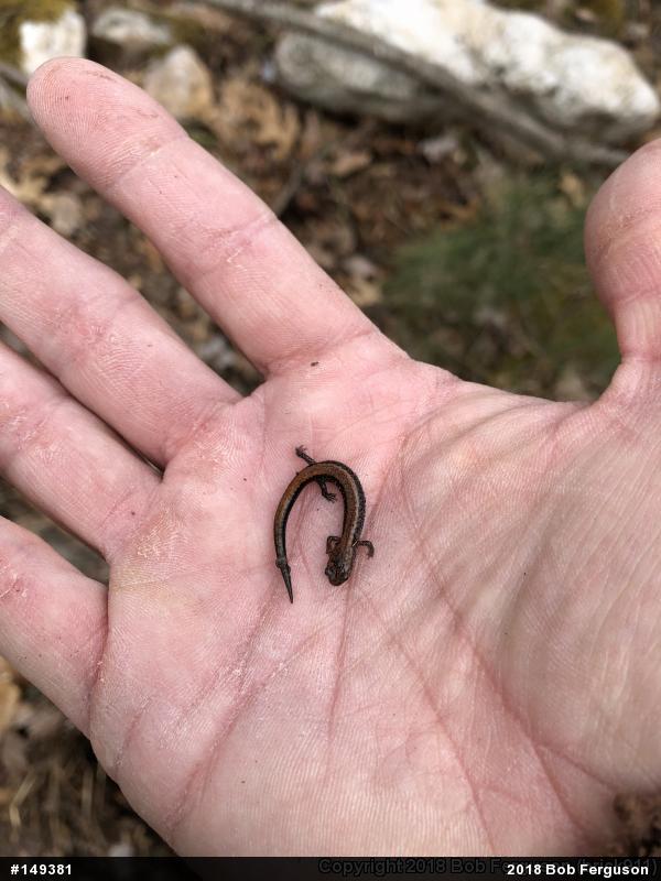 Eastern Red-backed  Salamander
