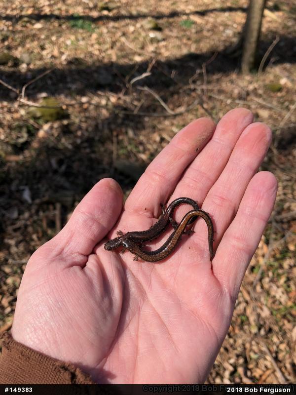 Eastern Red-backed  Salamander