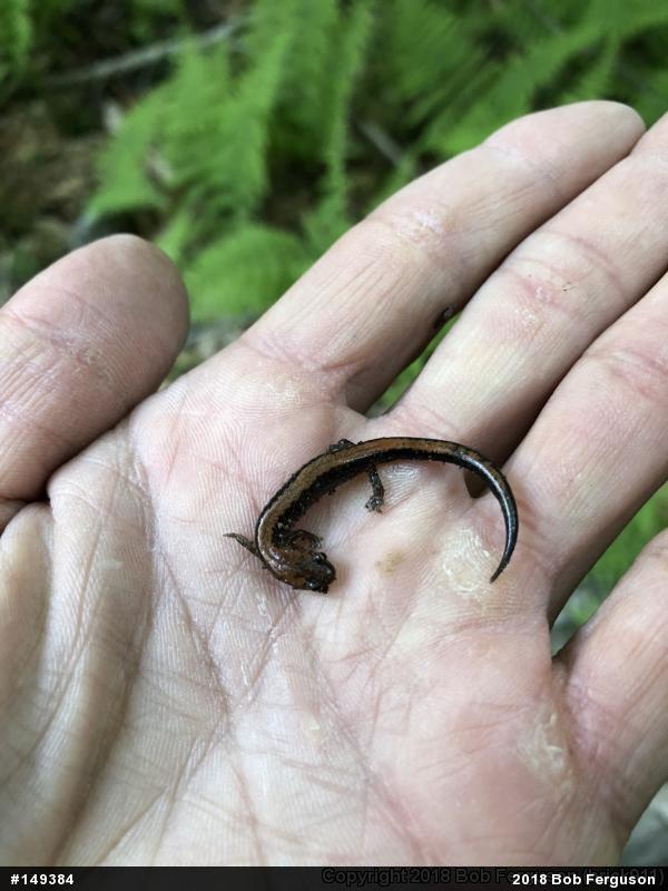 Eastern Red-backed  Salamander