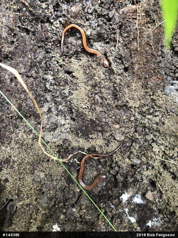 Eastern Red-backed  Salamander