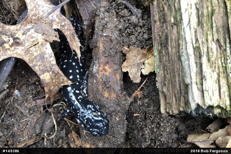 Northern Slimy Salamander