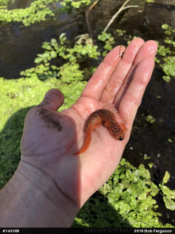 Northern Red Salamander