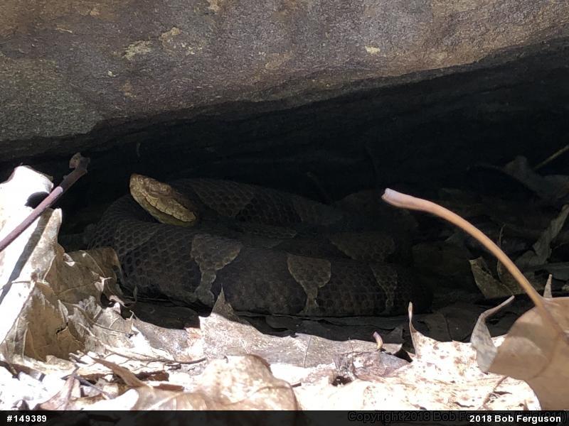 Northern Copperhead