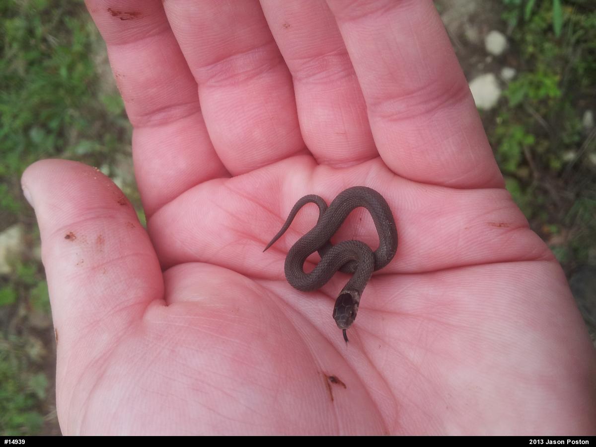 Dekay's Brownsnake