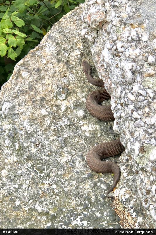 Northern Copperhead