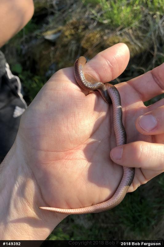 Eastern Wormsnake