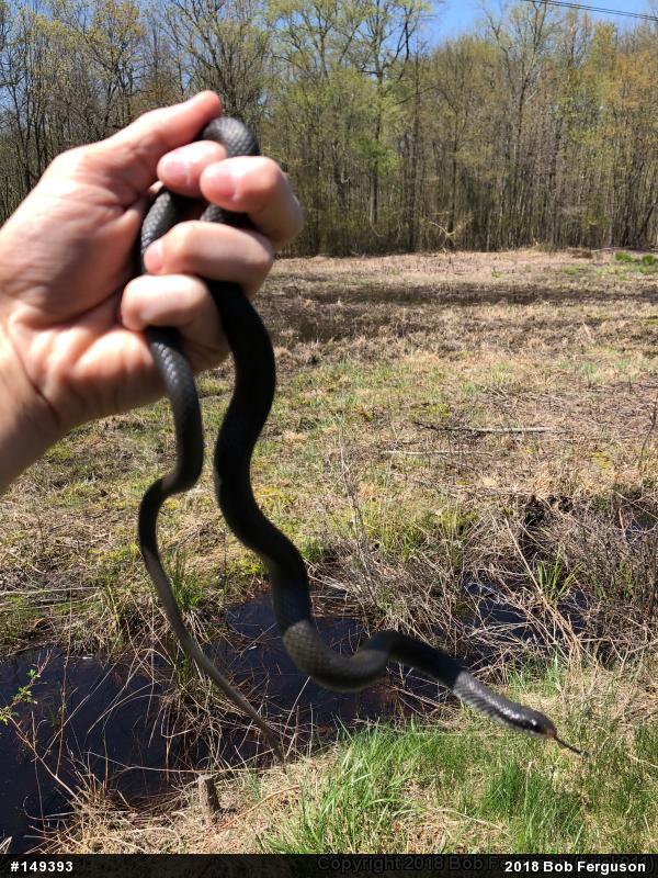 Northern Black Racer