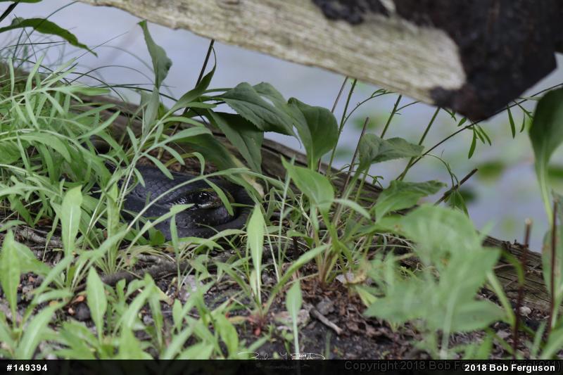 Northern Black Racer