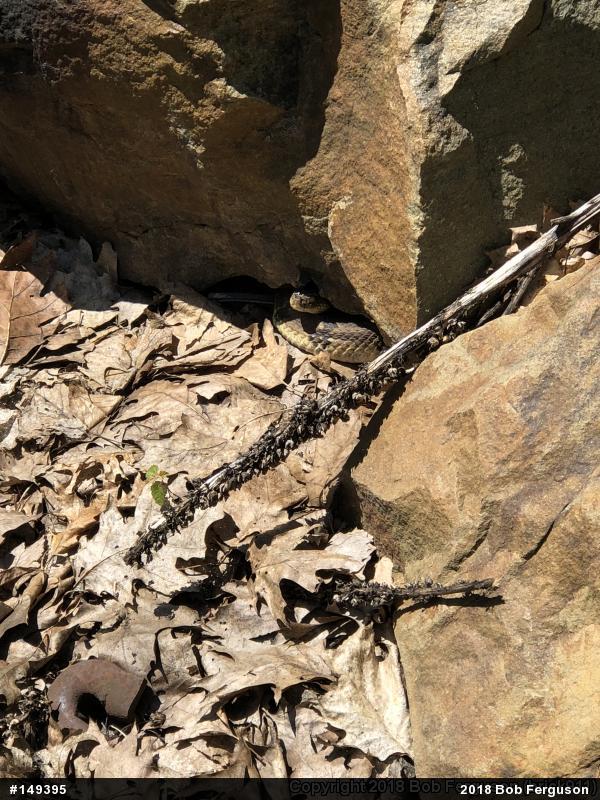 Timber Rattlesnake