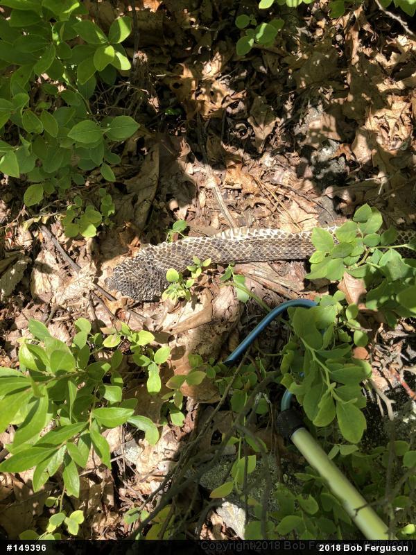 Timber Rattlesnake