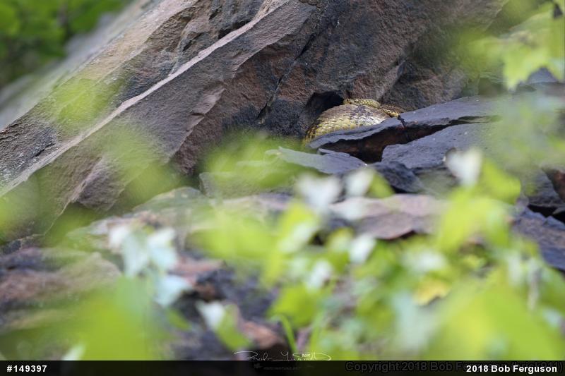 Timber Rattlesnake