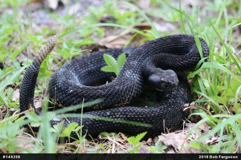 Timber Rattlesnake