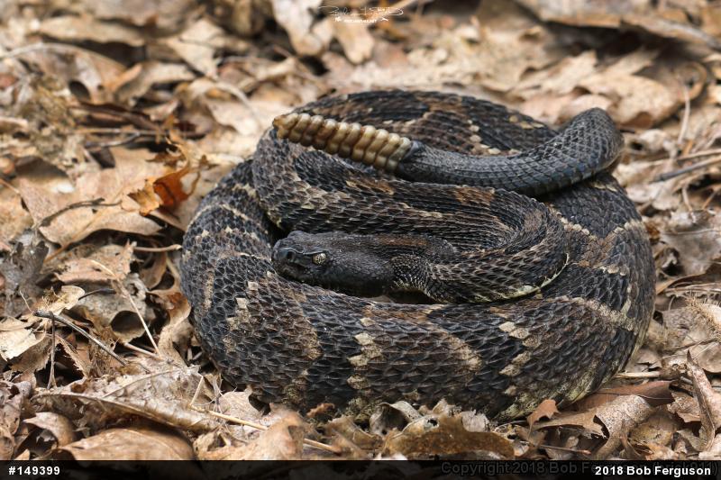 Timber Rattlesnake