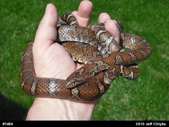 Eastern Milksnake