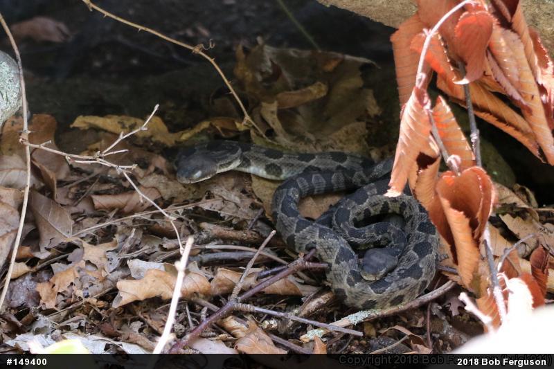 Timber Rattlesnake