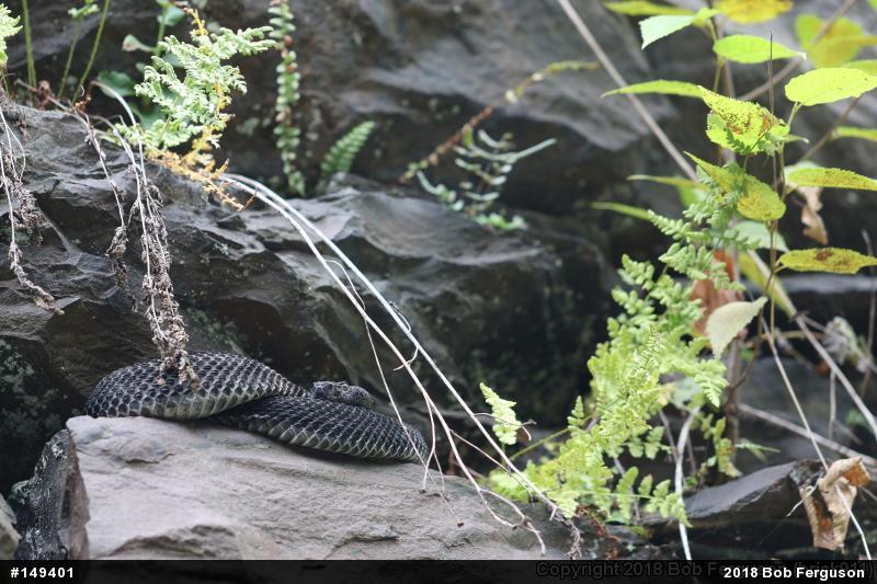 Timber Rattlesnake