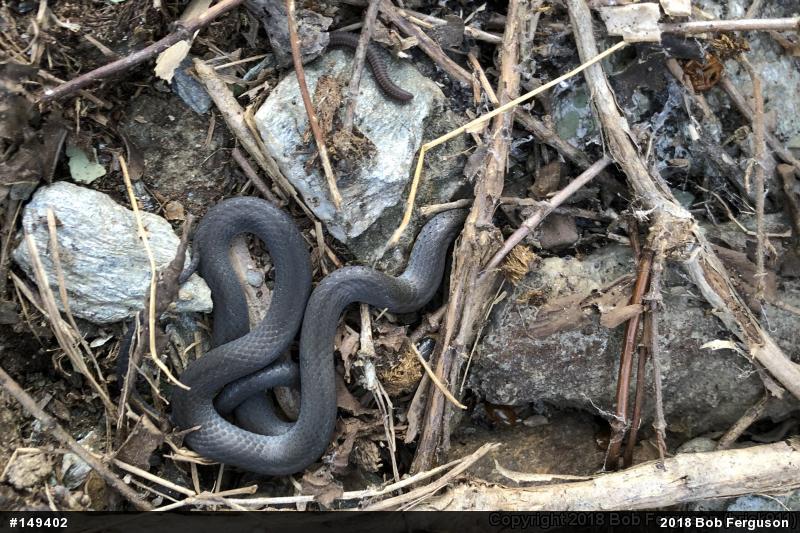 Northern Ring-necked Snake