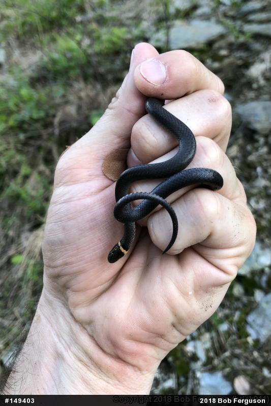Northern Ring-necked Snake