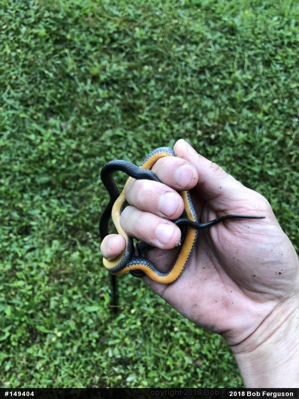 Northern Ring-necked Snake