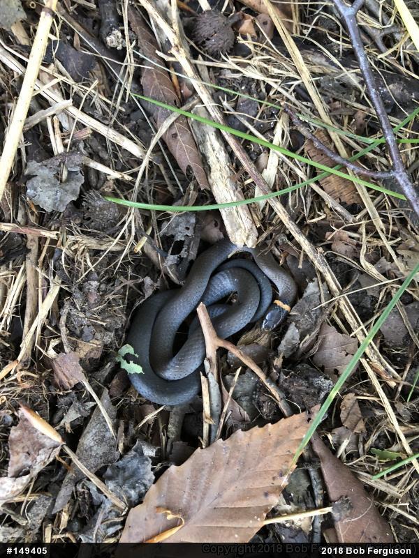 Northern Ring-necked Snake
