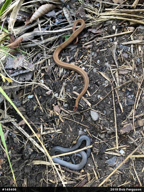 Northern Ring-necked Snake