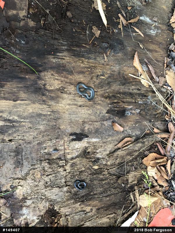 Northern Ring-necked Snake