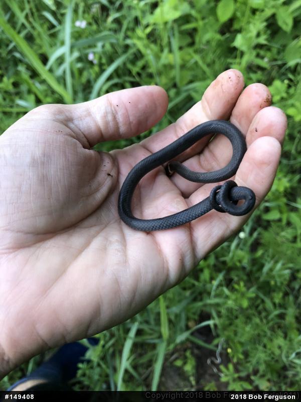 Northern Ring-necked Snake