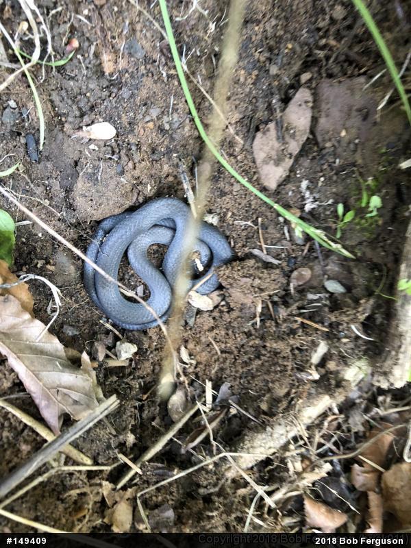 Northern Ring-necked Snake