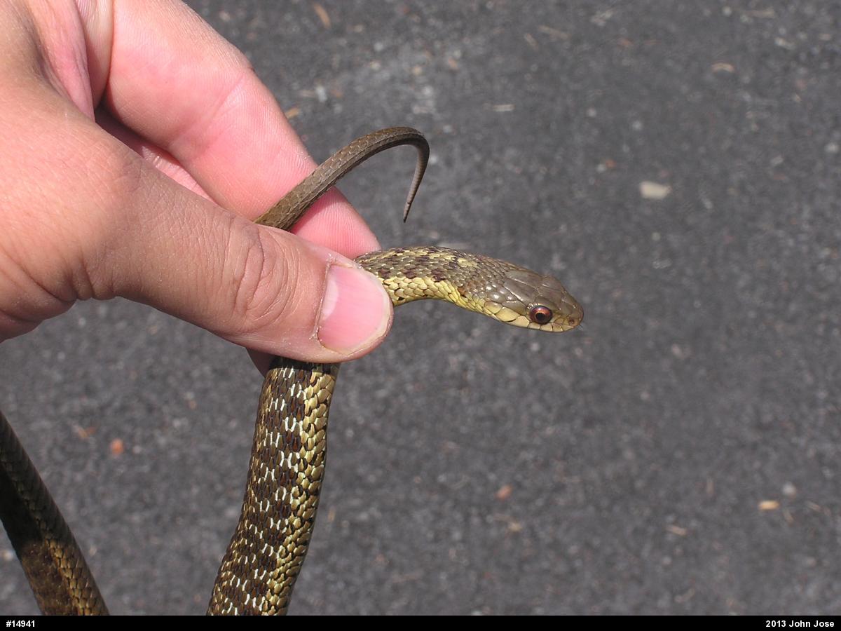 Eastern Gartersnake
