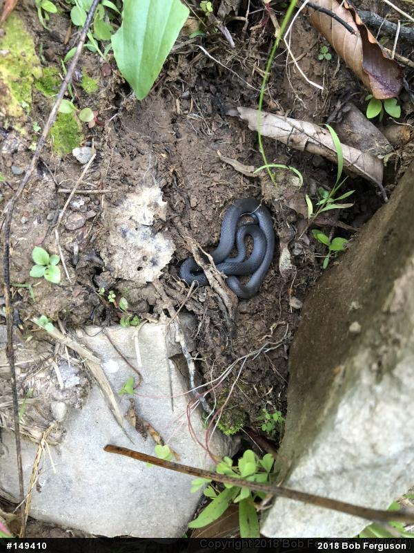 Northern Ring-necked Snake