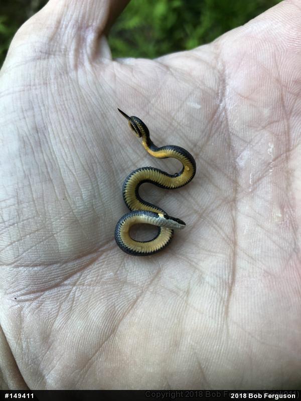 Northern Ring-necked Snake