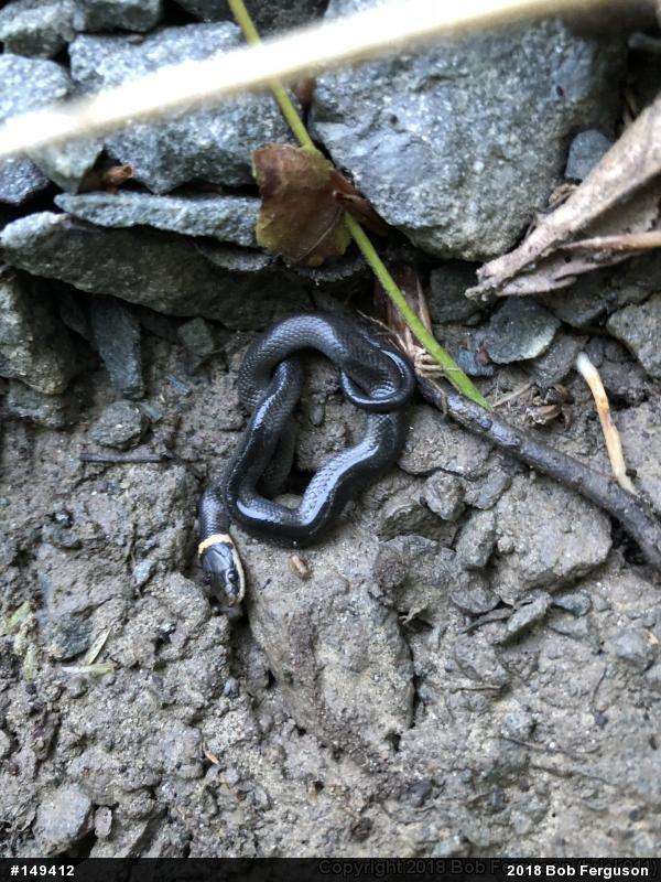 Northern Ring-necked Snake