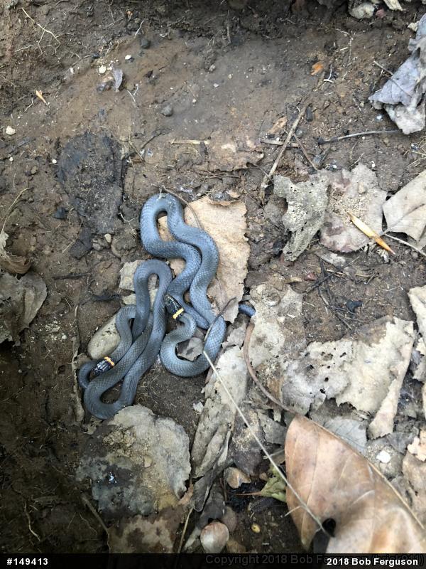 Northern Ring-necked Snake