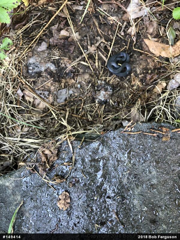 Northern Ring-necked Snake