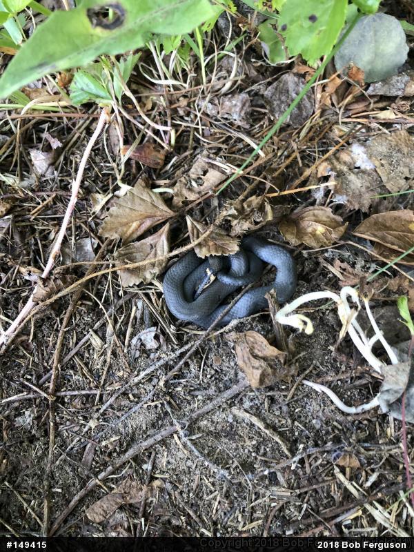 Northern Ring-necked Snake